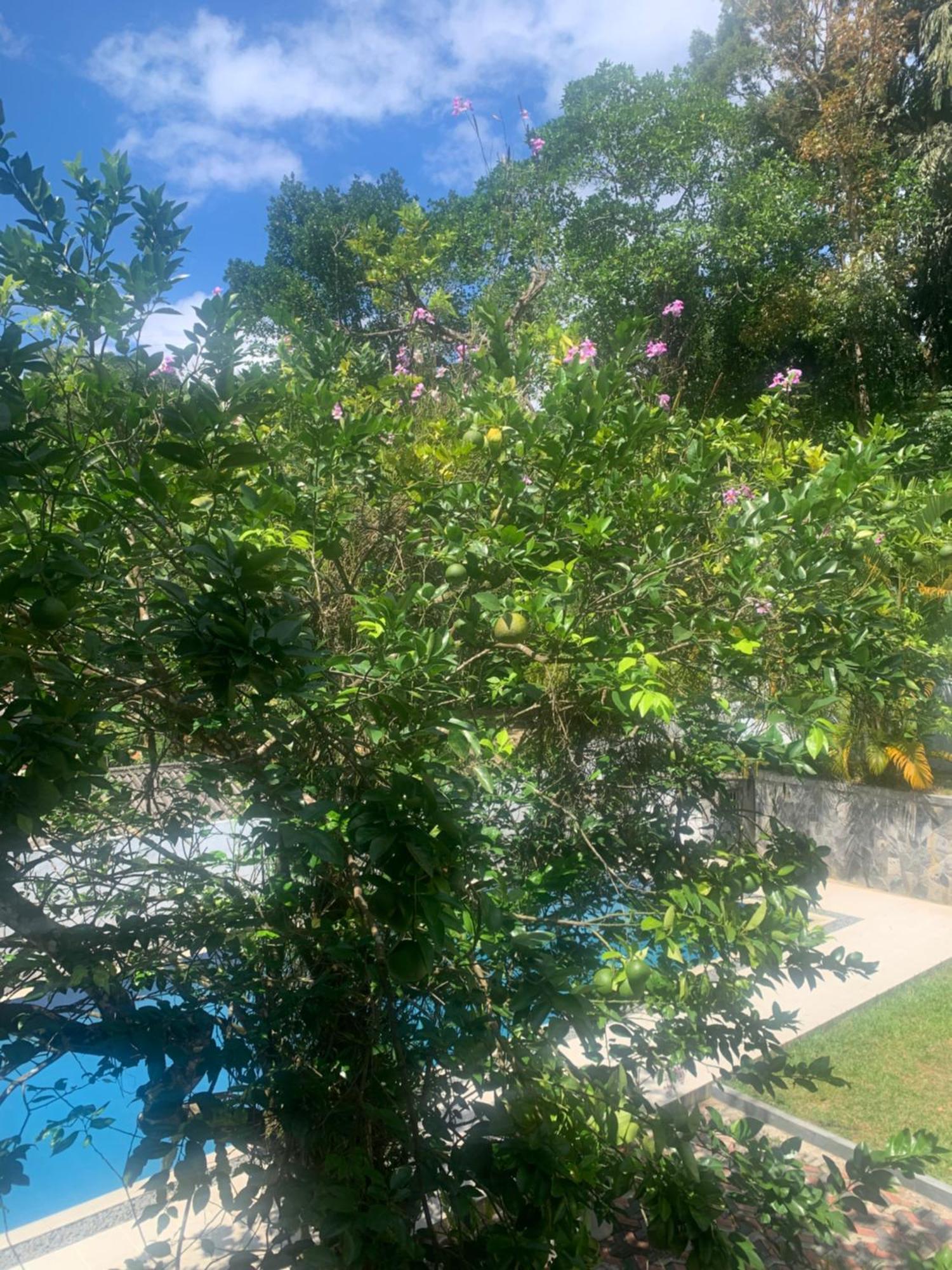 Healand Holiday Bungalow And Restaurant Deniyaya Esterno foto